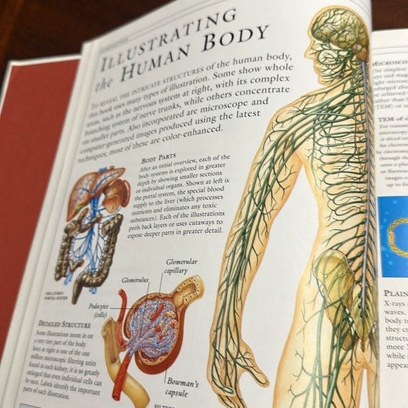 DK Hardcover Nonfiction Book: The Human Body Illustrated Guide 1995 EC - Picture 10 of 11
